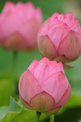 鯖江週末写真家