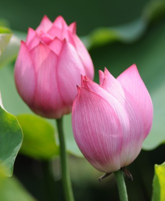 鯖江週末写真家