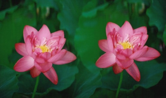 鯖江週末写真家