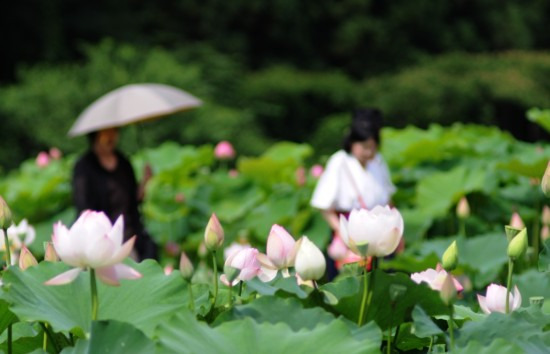 鯖江週末写真家