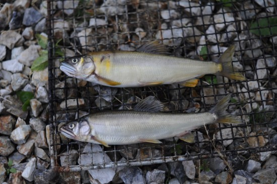 鯖江週末写真家