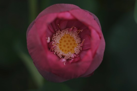 鯖江週末写真家