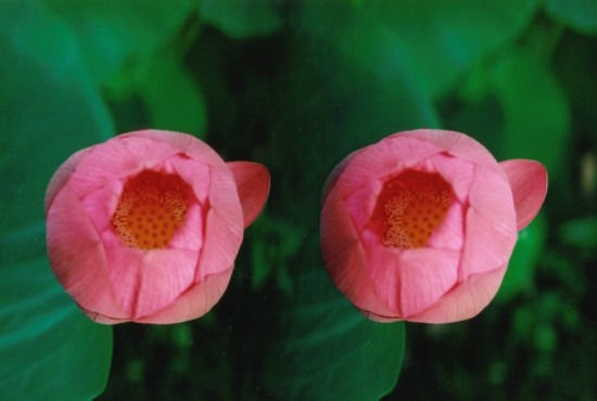 鯖江週末写真家