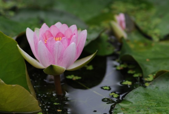 鯖江週末写真家