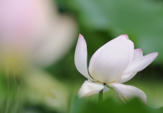 鯖江週末写真家