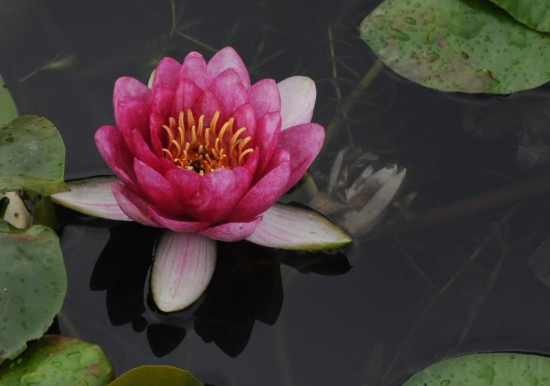 鯖江週末写真家