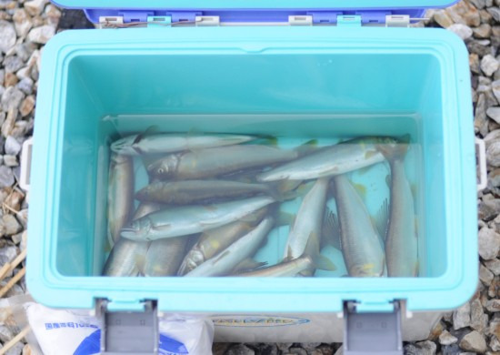 鯖江週末写真家