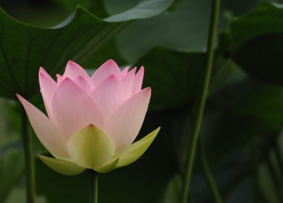 鯖江週末写真家