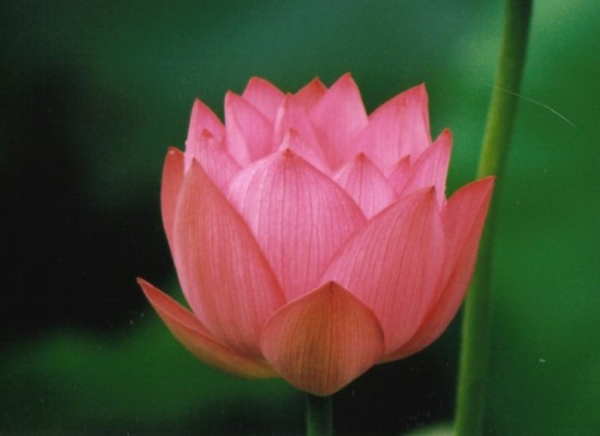 鯖江週末写真家