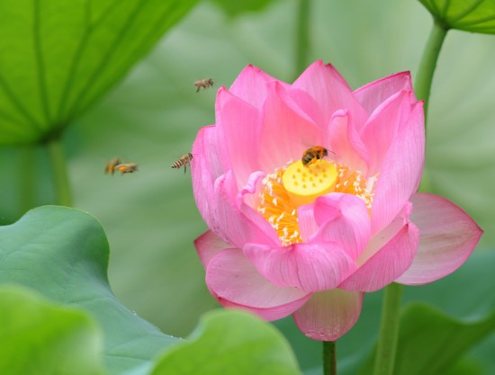 鯖江週末写真家