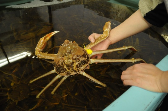 鯖江週末写真家