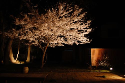 桜カフェと夜桜_e0024918_0452818.jpg