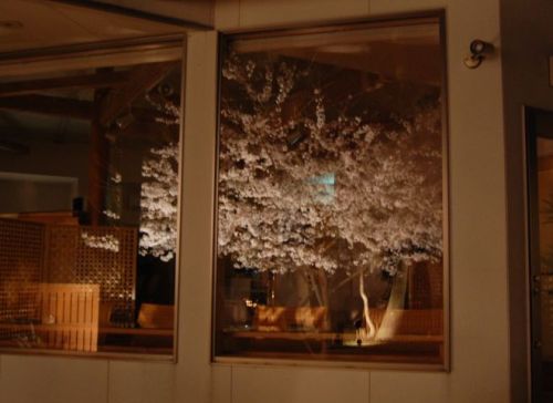 桜カフェと夜桜_e0024918_048422.jpg