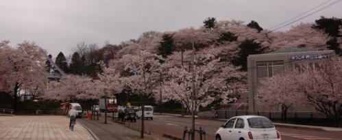 鯖江、西山公園の桜_e0024918_22583648.jpg