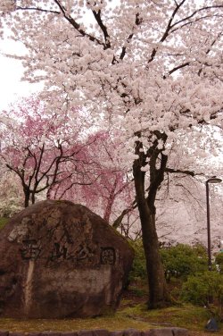 鯖江、西山公園の桜_e0024918_22591580.jpg
