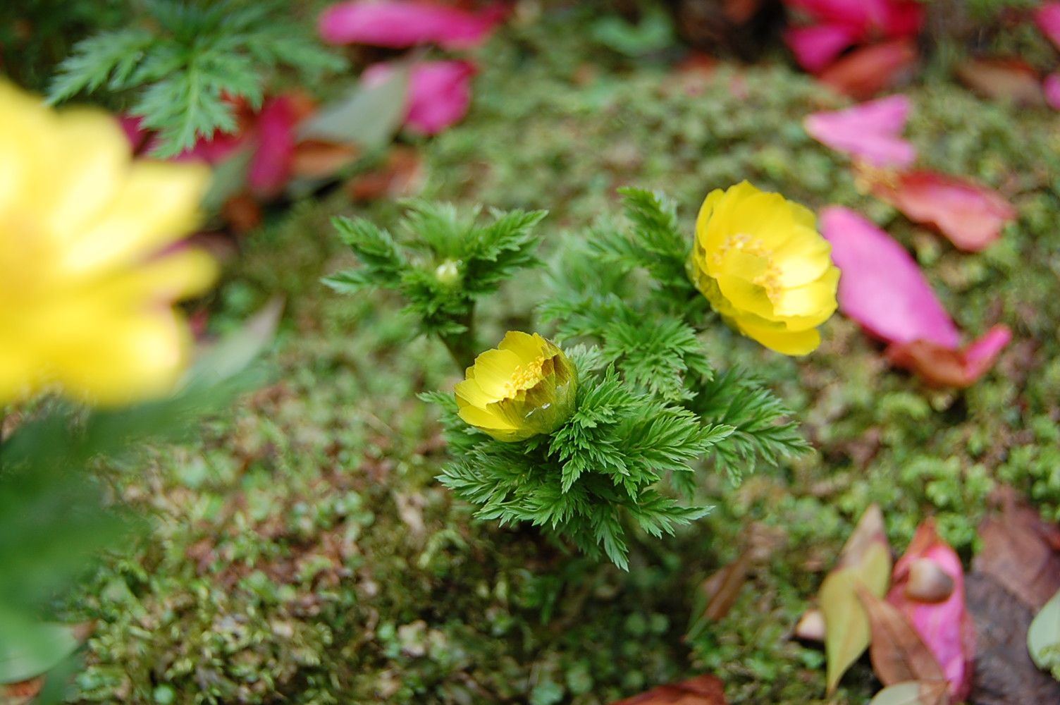 松任芽 - 松任でなければ育たない福寿草_e0024918_8175454.jpg