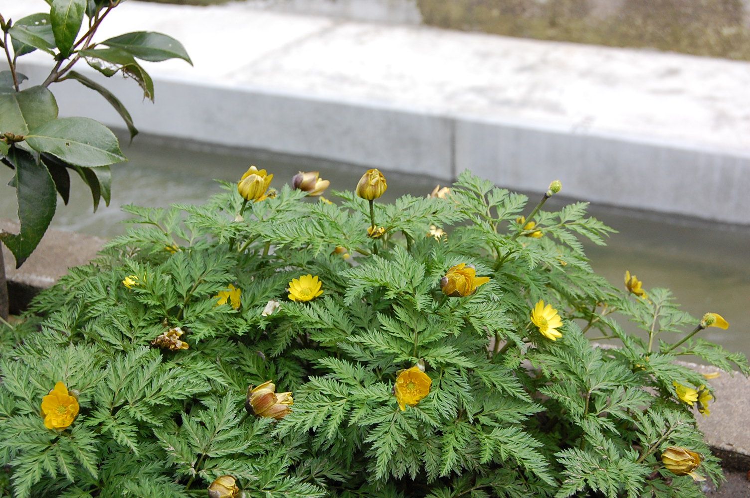 松任芽 - 松任でなければ育たない福寿草_e0024918_818437.jpg