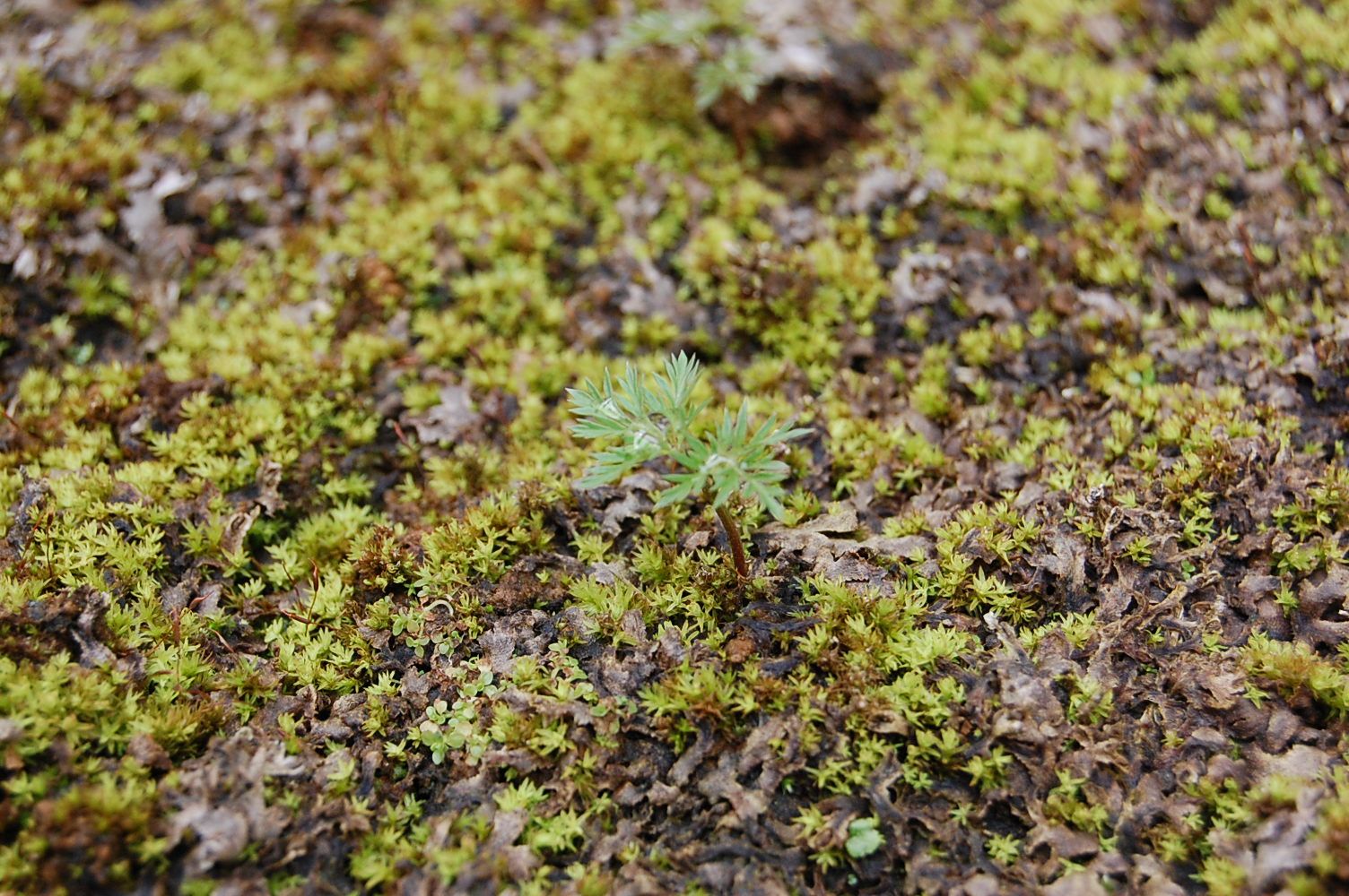 松任芽 - 松任でなければ育たない福寿草_e0024918_8193284.jpg