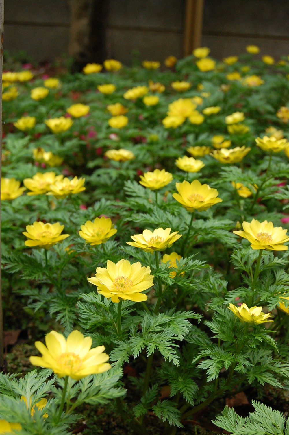 松任芽 - 松任でなければ育たない福寿草_e0024918_89319.jpg